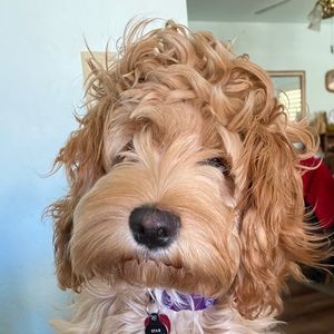 Meet your Posher, Gina